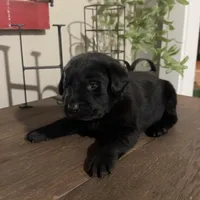Brady, a male Labrador Retriever for sale in West Branch, MI – Photo 9 of 10