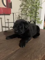 Rocco, a male Labrador Retriever for sale in West Branch, MI – Photo 9 of 10