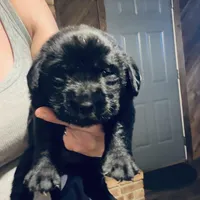 Brady, a male Labrador Retriever for sale in West Branch, MI – Photo 4 of 10