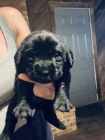 Rocco, a male Labrador Retriever for sale in West Branch, MI – Photo 4 of 10