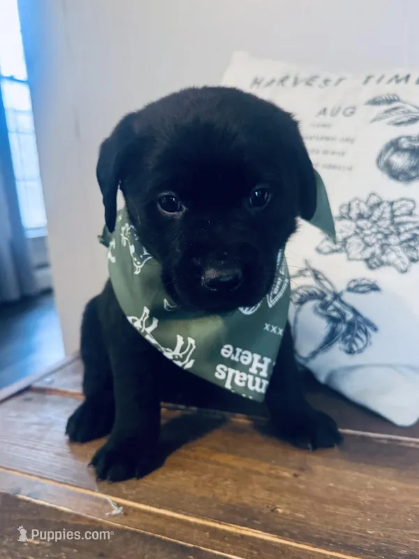 Rocco, a male Labrador Retriever for sale in West Branch, MI – Photo 1 of 10