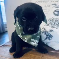 Brady, a male Labrador Retriever for sale in West Branch, MI – Photo 1 of 10