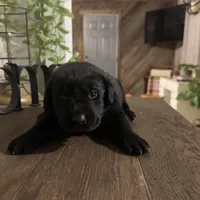 Brady, a male Labrador Retriever for sale in West Branch, MI – Photo 3 of 10