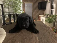 Rocco, a male Labrador Retriever for sale in West Branch, MI – Photo 3 of 10