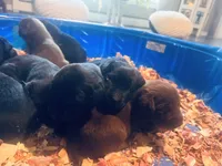 Miles, a male Labrador Retriever for sale in West Branch, MI – 10 of 10