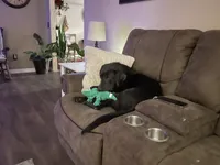 Rocco, a male Labrador Retriever for sale in West Branch, MI – 4 of 7