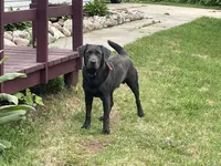 Nova, a female Labrador Retriever for sale in West Branch, MI – 6 of 7