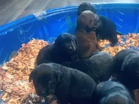 Miles, a male Labrador Retriever for sale in West Branch, MI – 2 of 10
