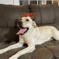 Misty, a female Labrador Retriever for sale in West Branch, MI – Photo 5 of 10