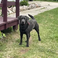 Misty, a female Labrador Retriever for sale in West Branch, MI – Photo 7 of 10