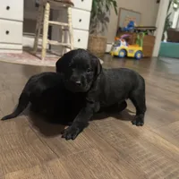 Misty, a female Labrador Retriever for sale in West Branch, MI – Photo 10 of 10