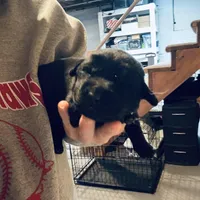 Misty, a female Labrador Retriever for sale in West Branch, MI – Photo 6 of 10