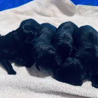 Misty, a female Labrador Retriever for sale in West Branch, MI – Photo 3 of 10