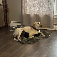 Misty, a female Labrador Retriever for sale in West Branch, MI – Photo 4 of 10