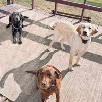 Misty, a female Labrador Retriever for sale in West Branch, MI – Photo 8 of 10