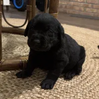 Misty, a female Labrador Retriever for sale in West Branch, MI – Photo 1 of 10