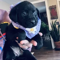 Misty, a female Labrador Retriever for sale in West Branch, MI – Photo 2 of 10