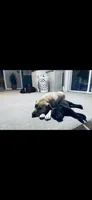 Rocco, a male Labrador Retriever for sale in West Branch, MI – 5 of 7