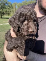 Gracie, a female Labradoodle for sale in Kingston, OK – 4 of 4
