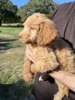 Goldy, a male Labradoodle for sale in Kingston, OK – 6 of 6