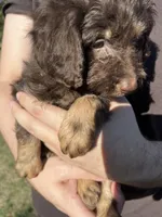 Lil Rot , a male Labradoodle for sale in Kingston, OK – 3 of 4