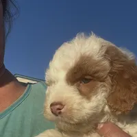 StarBear, a male Labradoodle for sale in Kingston, OK – Photo 2 of 5