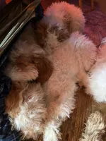 StarBear, a female Labradoodle for sale in Kingston, OK – Photo 7 of 7