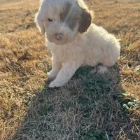 StarBear, a male Labradoodle for sale in Kingston, OK – Photo 5 of 5