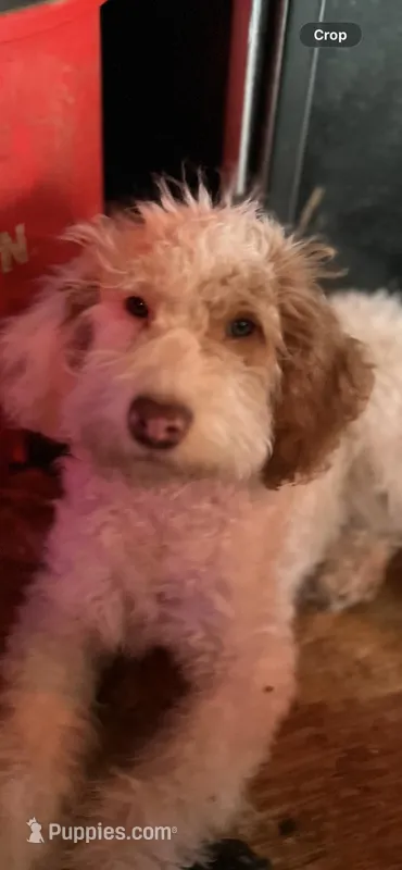 StarBear – Labradoodle puppy for sale in Kingston, OK