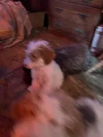 StarBear, a female Labradoodle for sale in Kingston, OK – Photo 6 of 7