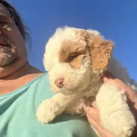 StarBear, a male Labradoodle for sale in Kingston, OK – Photo 1 of 5