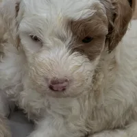 StarBear, a male Labradoodle for sale in Kingston, OK – Photo 3 of 5