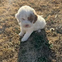 StarBear, a male Labradoodle for sale in Kingston, OK – Photo 4 of 5