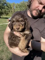 Big Rot, a male Labradoodle for sale in Kingston, OK – 2 of 5