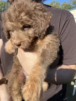 Daniel, a male Labradoodle for sale in Kingston, OK – 1 of 4
