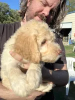 Gus , a male Labradoodle for sale in Kingston, OK – 3 of 5