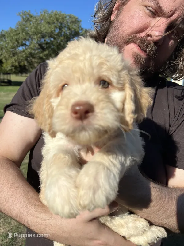Gus  – Labradoodle puppy for sale in Kingston, OK
