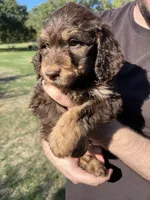 Big Rot, a male Labradoodle for sale in Kingston, OK – 4 of 5