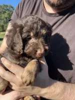 Lil Rot , a male Labradoodle for sale in Kingston, OK – 1 of 4