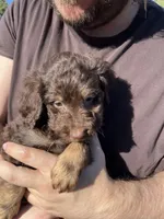 Lil Rot , a male Labradoodle for sale in Kingston, OK – 2 of 4