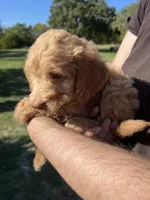 Goldy, a male Labradoodle for sale in Kingston, OK – 3 of 6