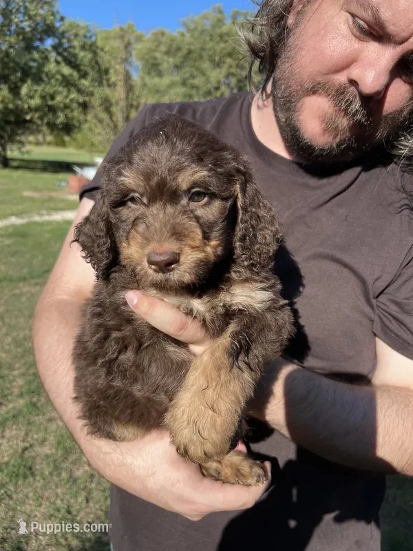 Big Rot – Labradoodle puppy for sale in Kingston, OK