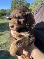 Big Rot, a male Labradoodle for sale in Kingston, OK – 5 of 5