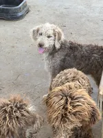 Kissy, a female Labradoodle for sale in Kingston, OK – 3 of 4