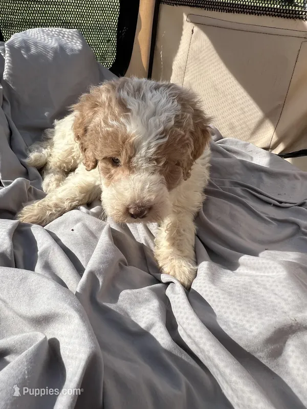 Malcolm – Labradoodle puppy for sale in Kingston, OK