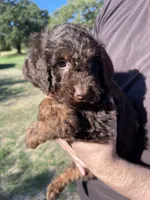 MudBone, a male Labradoodle for sale in Kingston, OK – 2 of 3