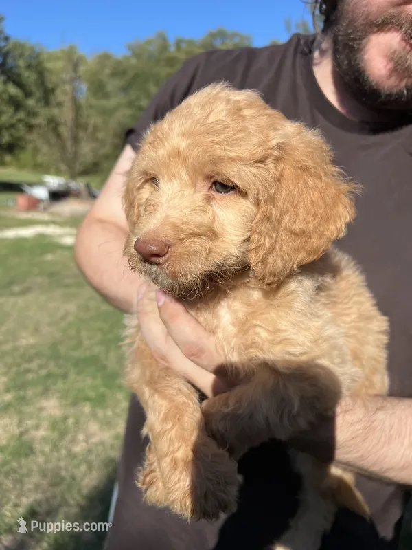 Goldy – Labradoodle puppy for sale in Kingston, OK