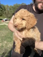 Goldy, a male Labradoodle for sale in Kingston, OK – 1 of 6