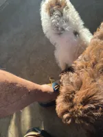 Jeff, a male Labradoodle for sale in Kingston, OK – 7 of 7