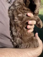 Lola, a female Labradoodle for sale in Kingston, OK – 2 of 4